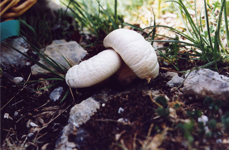 l''oro delle Madonie: P. nebrodensis (u funciu ri basiliscu)